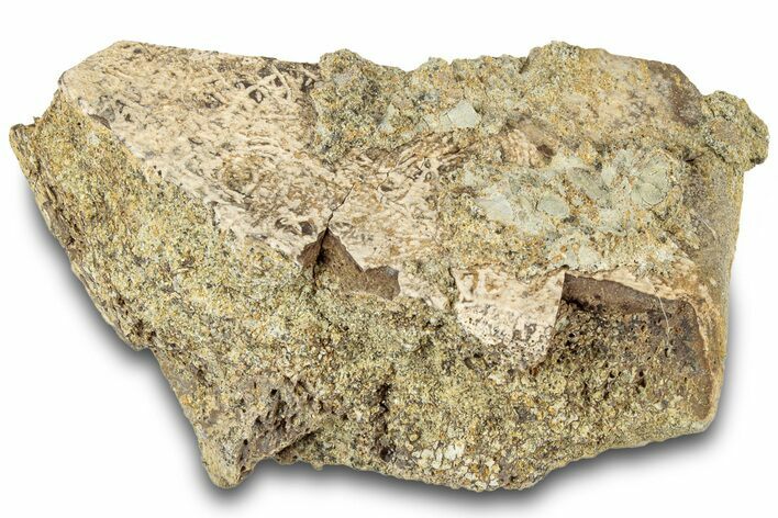 Dinosaur (Triceratops) Bone Section - Montana #312302